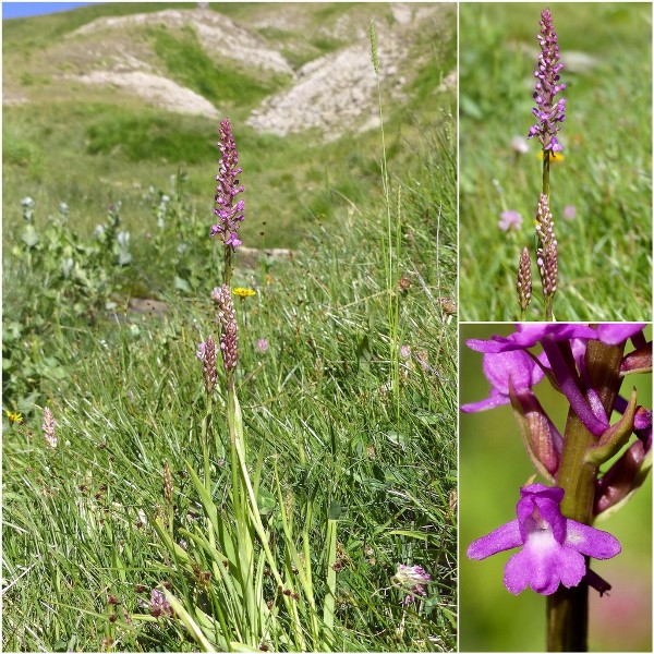 Gymnadenia conopsea var.aestivalis - Parco nazionale Gran Sasso e Laga  luglio 2020_2024.